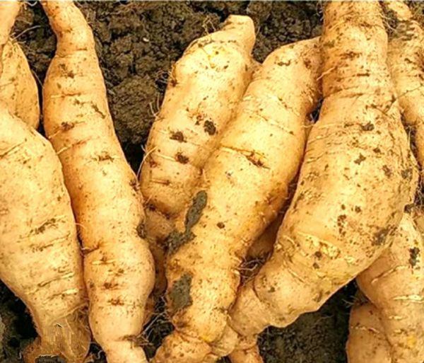 怀庆熟地黄标准化种植基地实景