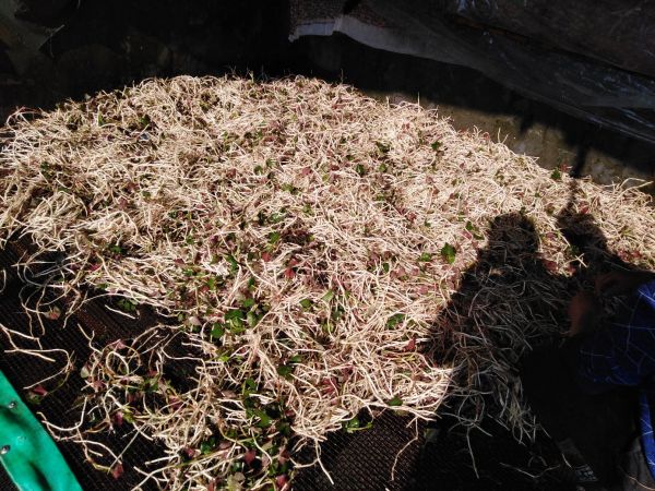 魚腥草根傳統(tǒng)加工場(chǎng)景：云南哈尼族農(nóng)戶在竹匾中攤晾剛洗凈的魚腥草鮮根，陽(yáng)光下呈現(xiàn)淺褐微紫光澤，旁置陶罐盛裝鹽漬半成品，體現(xiàn)農(nóng)產(chǎn)品從田間到初加工的完整鏈條