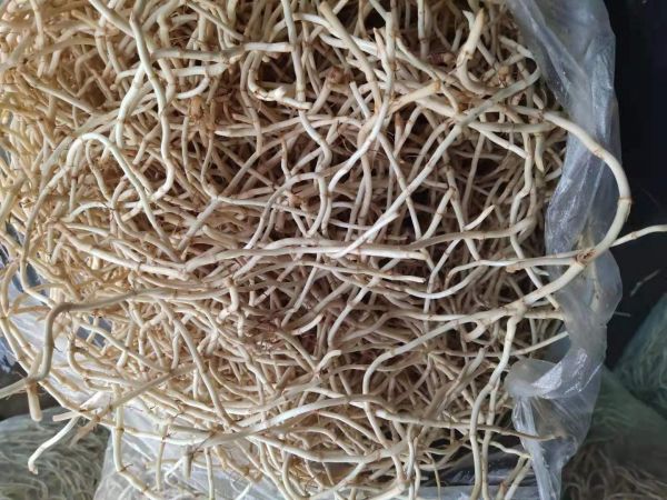 魚腥草根科學(xué)食用示意圖：三格對(duì)比圖——左格為鮮根焯水30秒后涼拌（配紅椒絲、香菜）；中格為干根片與土雞塊文火燉煮中（砂鍋冒熱氣）；右格為真空冷凍干燥魚腥草根粉裝入玻璃瓶（標(biāo)有生產(chǎn)日期與含量：癸酰乙醛≥0.9mg/g）