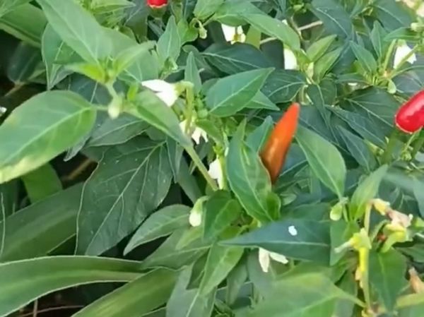 紅椒與紅杭椒實物對比圖：左側(cè)為成熟紅椒（方燈籠形、果皮光滑油亮、果肩平展），右側(cè)為紅杭椒（細長錐形、果頂微彎、果皮具細微縱向棱線），背景為杭州蕭山戴村紅杭椒種植基地田間掛果實景