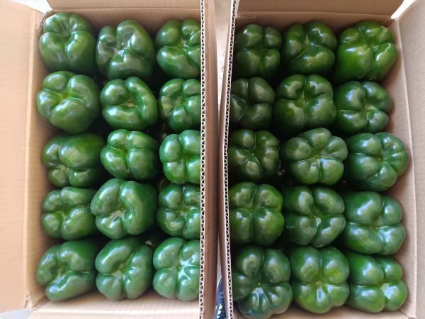 紅椒與紅杭椒冷鏈貯藏對比圖：左側(cè)為4℃冷庫中紅椒（裝入帶12個Φ2mm透氣孔PE袋，果色鮮亮飽滿），右側(cè)為0–2℃專用辣椒冷庫中紅杭椒（鋁箔復合袋真空預冷后充氮包裝，標簽標注“7日保鮮期”）