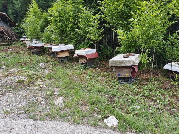 養(yǎng)蜂人戴防護(hù)面罩在清晨蜂場開箱檢查蜂脾，陽光穿透薄霧灑在整齊排列的木質(zhì)蜂箱上，蜂群在巢門口有序進(jìn)出，畫面充滿生機(jī)與專業(yè)感