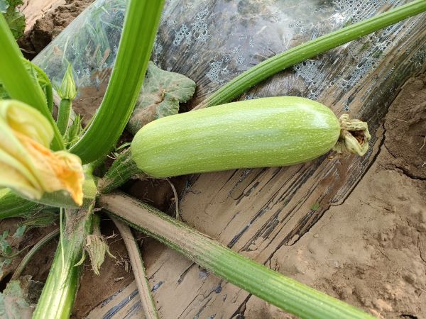 西葫芦横切对比图：左侧为当日采摘嫩西葫芦（皮薄翠绿、籽小透明、肉质细腻），右侧为存放5天的老西葫芦（皮厚泛黄、籽硬褐化、肉质疏松）