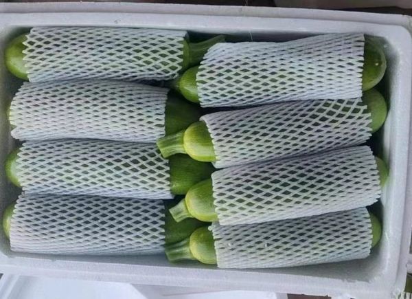 营养师实验室场景：手持西葫芦样本与便携式维生素C速测仪（型号：VitaScan Pro），屏幕上显示实时读数12.4mg/100g；背景为标准比色卡与《中国食物成分表》第六版开页