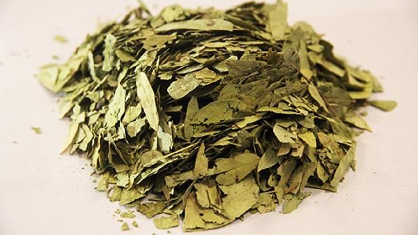 每天喝番瀉葉能減肥嗎