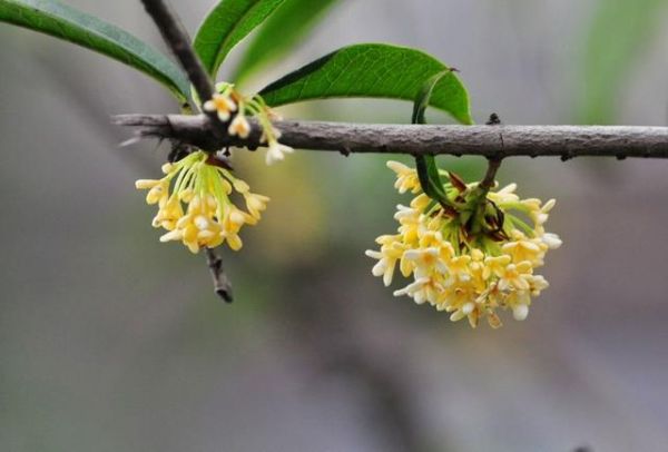 薏米和什么一起煮好，薏米配一物功效翻倍