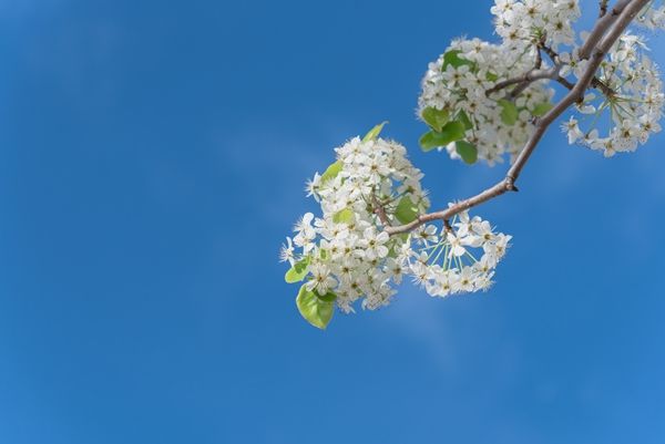 春分節(jié)氣養(yǎng)生茶怎么泡,枸杞菊花搭配蜂蜜溫潤飲用