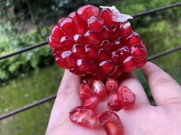 石榴与祛湿关系分析图