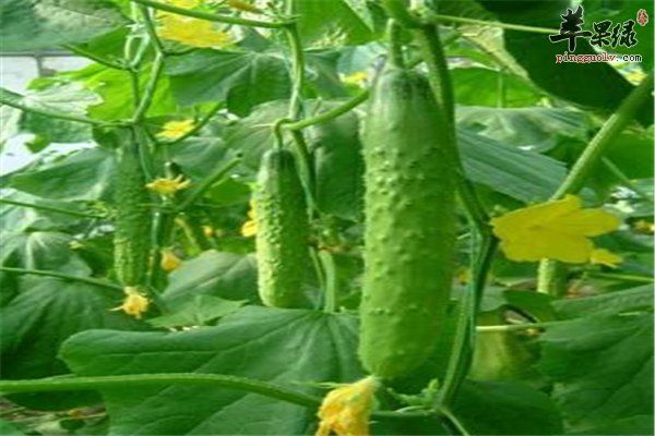 黃瓜--利尿消腫減肥降血壓