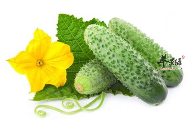 黃瓜--利尿消腫減肥降血壓