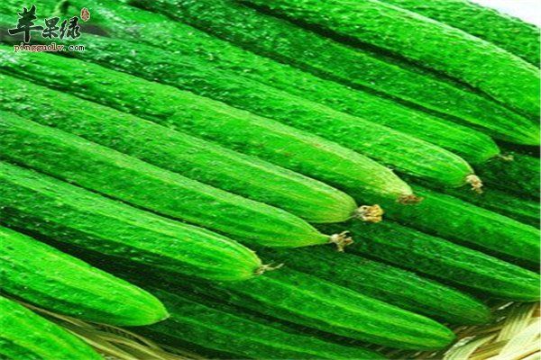 黃瓜--利尿消腫減肥降血壓