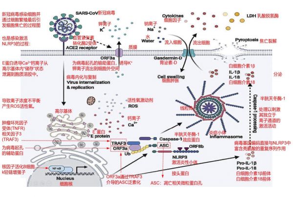 The process of cell pyroptosis caused by the COVID virus