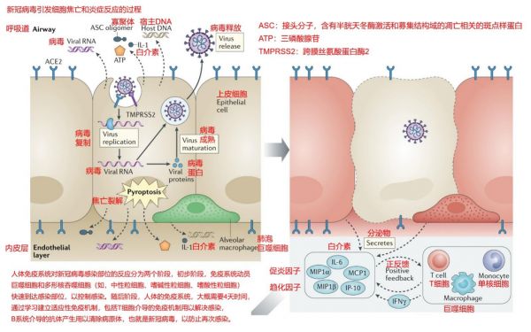 The process by which the immune system triggers inflammation