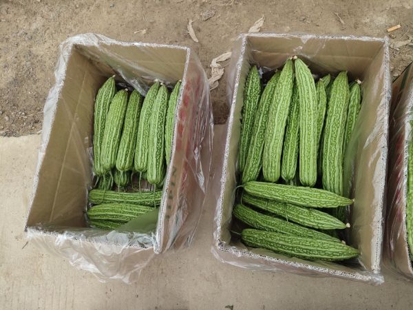 苦瓜横切面特写,翠绿色果肉布满凸起瘤状颗粒,籽粒饱满呈浅黄色,表面附着晶莹水珠