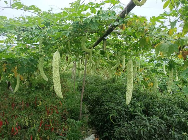 田间采摘场景:农民弯腰采收藤架上垂挂的成熟苦瓜,藤蔓青翠,苦瓜表皮瘤状突起清晰,背景可见温度计(显示28℃)与湿度计(显示75%RH)