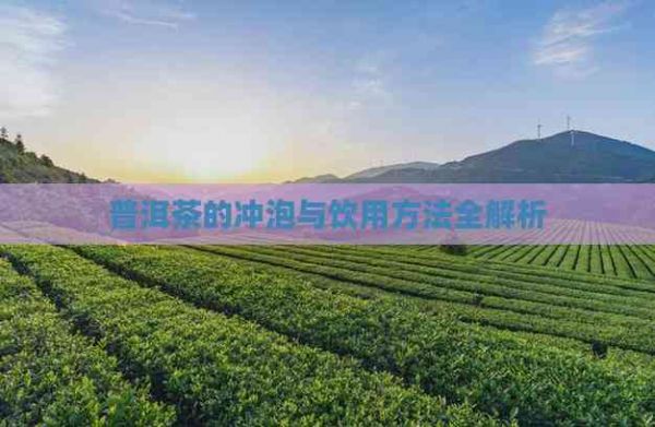 普洱茶的冲泡与饮用方法全解析