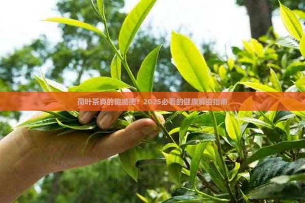 荷叶茶的功效有哪些