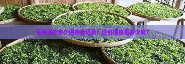 生茶泡水多少温度合适及?适宜温度是多少度?