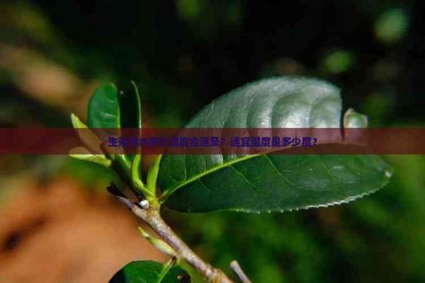 生茶泡水多少温度合适及?适宜温度是多少度?
