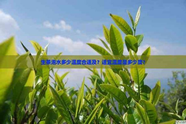 生茶泡水多少温度合适及?适宜温度是多少度?