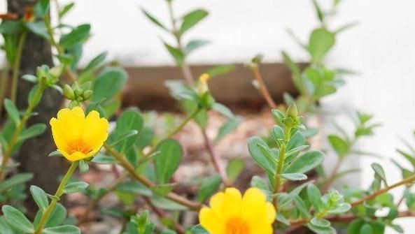 姿诗澜皮肤屏障健康护理产品为什么要用这些植物提取物？