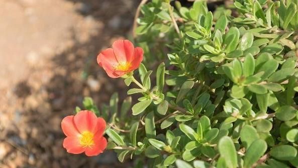 姿诗澜皮肤屏障健康护理产品为什么要用这些植物提取物？