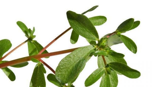 姿诗澜皮肤屏障健康护理产品为什么要用这些植物提取物？