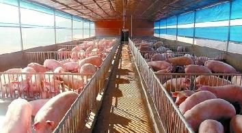 山东饲单一饲料公告 饲料原料目录单一饲料有哪些