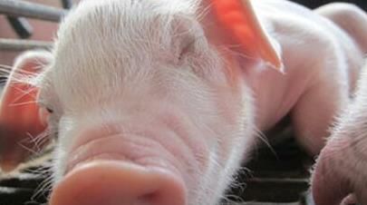 山东饲单一饲料公告 饲料原料目录单一饲料有哪些