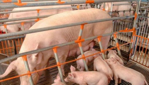 山东饲单一饲料公告 饲料原料目录单一饲料有哪些