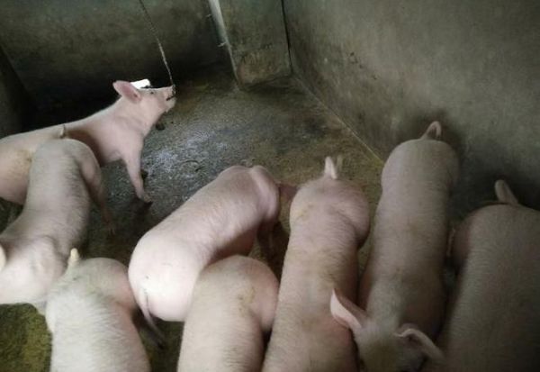 山东饲单一饲料公告 饲料原料目录单一饲料有哪些