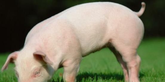 山东饲单一饲料公告 饲料原料目录单一饲料有哪些