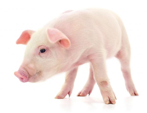 山东饲单一饲料公告 饲料原料目录单一饲料有哪些