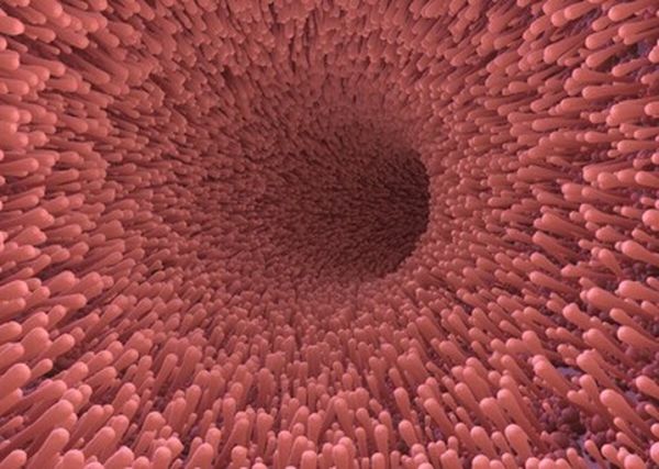 人体消化系统示意图