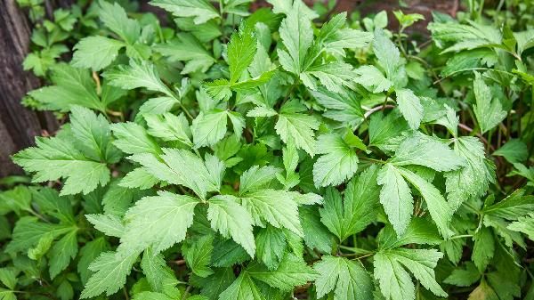 艾草灰加蜂蜜可以做面膜吗