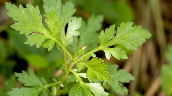 艾草灰加蜂蜜可以做面膜吗
