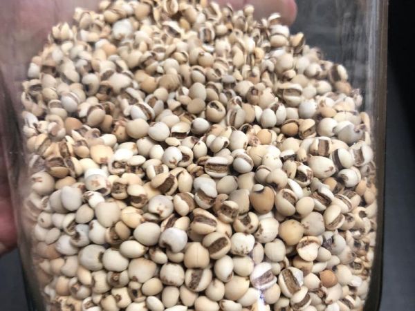 純奶手撕吐司的做法 步驟1