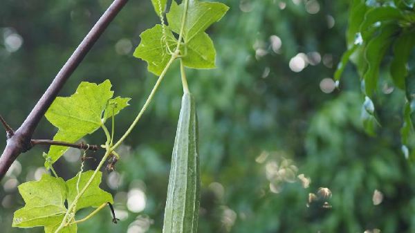 黄瓜酸奶如何减肥？黄瓜酸奶的减肥吃法