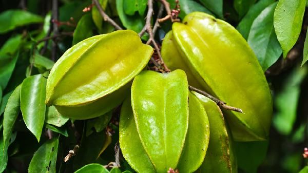杨桃的功效与作用、禁忌和食用方法