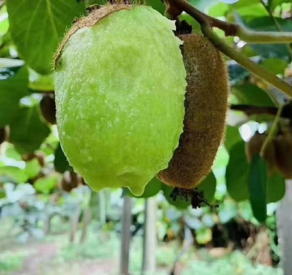 猕猴桃横切特写：翠绿果肉密布黑色籽粒，表面覆薄层绒毛，背景为白色实验室载玻片与微量移液枪