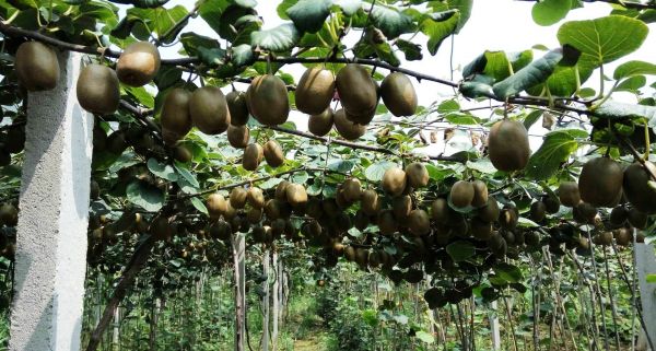 手部特写：洁净手指捏起一颗完整绿心猕猴桃，果表绒毛清晰可见，背景虚化为日历页面，醒目标注'第30天'字样