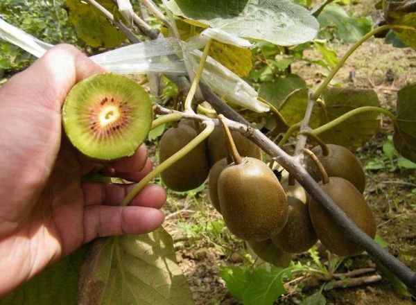 猕猴桃成熟与储存方法