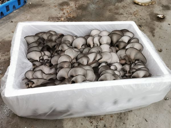 超市冷柜实拍：左侧透明盒装标注“优质秋栽香菇（花菇级）”，菌盖龟裂明显；右侧盒装标注“鲜采平菇（灰平菇）”，菌盖灰白微润、无开伞，标签特写显示“采摘后12小时内冷链直达”