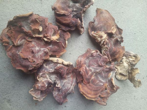 三种木耳对比图