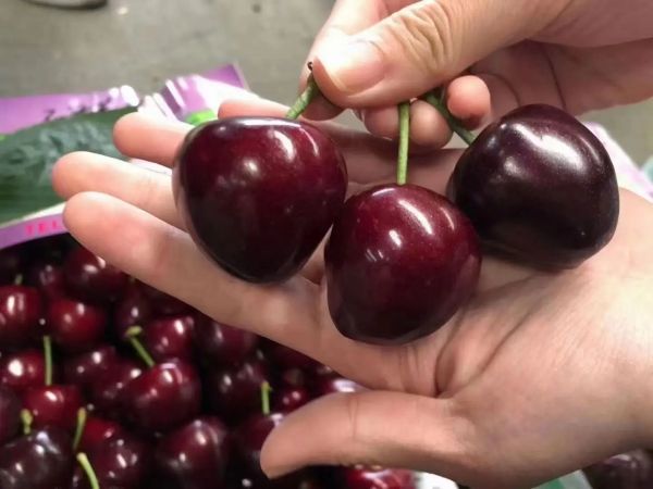 美早樱桃与健康生活场景融合图：木质餐桌上摆放洗净的美早樱桃、玻璃杯盛樱桃汁、电子血压计显示正常读数、笔记本标注“晨起空腹/睡前1h”食用提醒