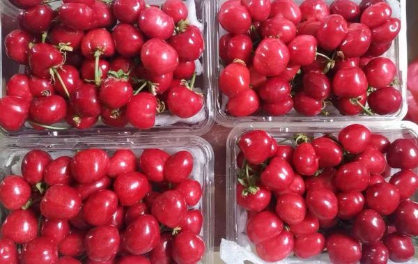 科研人员在实验室操作樱桃活性成分检测：显微镜下观察樱桃花青素晶体，电脑屏幕显示HPLC色谱图中矢车菊素峰，实验台摆放美早樱桃提取液试管