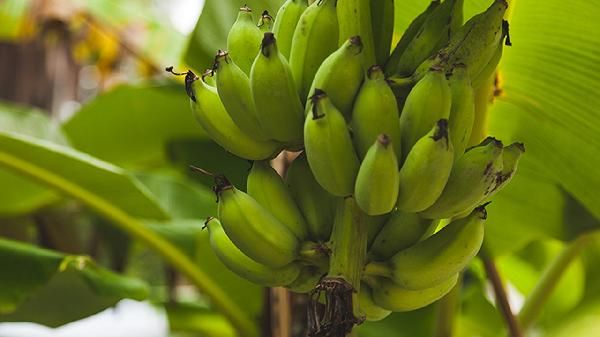 晚上吃香蕉有什么好處