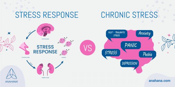 the difference between stress response and chronic stress