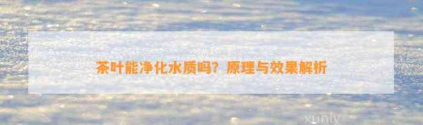 茶叶能净化水质吗？原理与效果解析