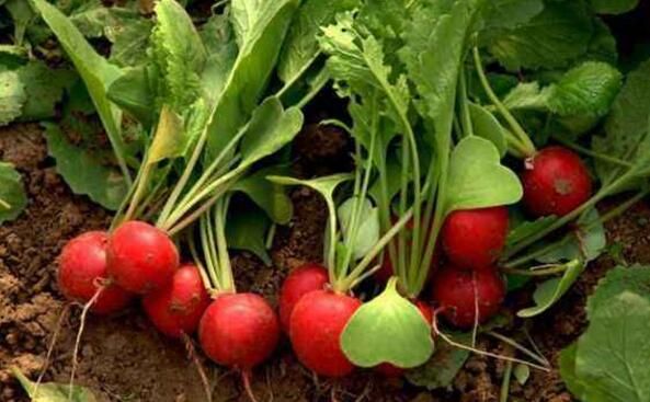 樱桃萝卜的功效与作用